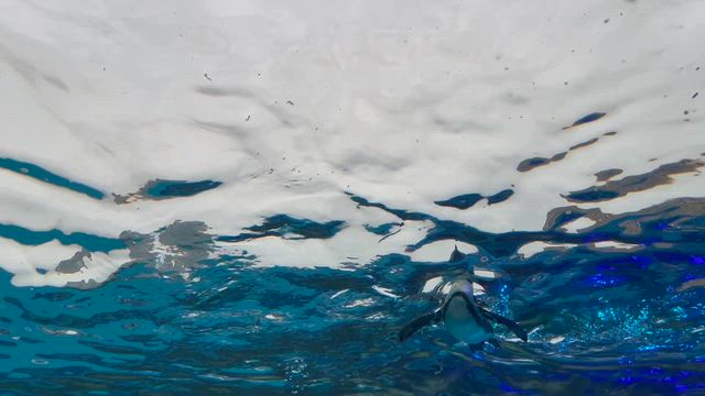 なっとく塾② 日本初の水族館プロデューサー登場✨の記事動画