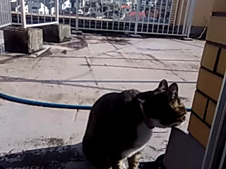 小鉄お出迎えの記事動画