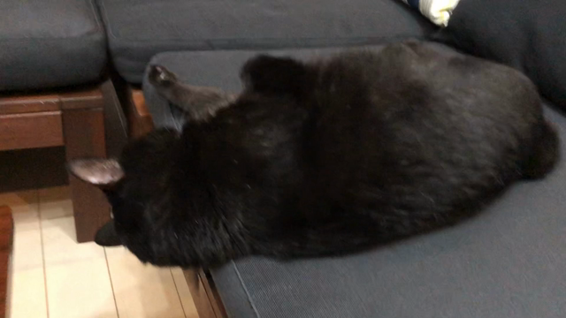 誰にゃ！！の記事動画