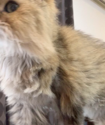 あくてぃぶミュウ。の記事動画