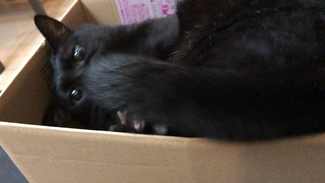 捕まえてやるにゃ！。の記事動画