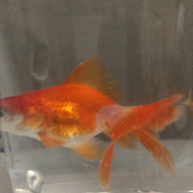 薬浴6日目、光が見えた？ の画像