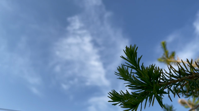 青空と鶯の記事動画