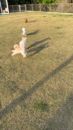 みんな大好きラン♡の記事動画