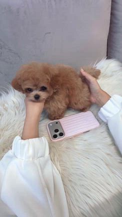 小さな兄妹♡の記事動画