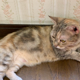 猫って感じ(^_^)の画像