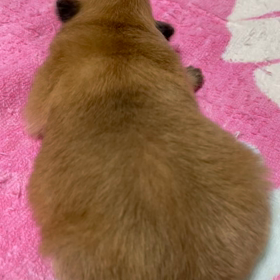 ポメラニアン一人息子生まれましたの画像