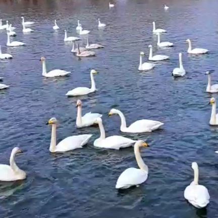 SWANの記事動画
