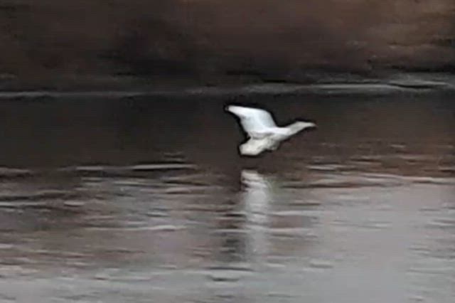 SWANの記事動画