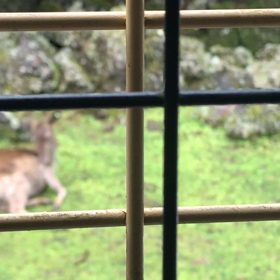 自由な出産の画像