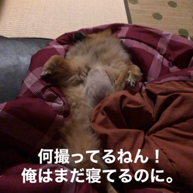 今朝の愛犬くんの画像