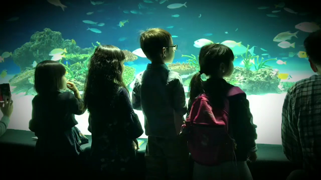 ざんねんないきもの展の記事動画