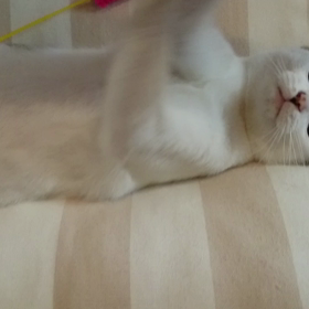 【ねこちゃん】眠たいねこちゃんの画像