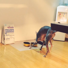スリーワンズ、動画！の画像