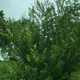 雨が激しくなって来たの画像