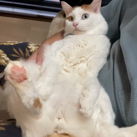 抱っこマン獅子丸くんの特技の画像