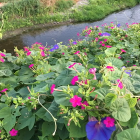 朝の花こよみの画像