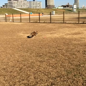 2018年Amebaおみくじの画像