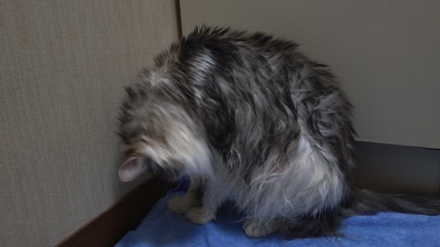 お礼♡ と 換毛期 と 劇団ねずみ座グッズショップの記事動画