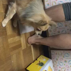 ビビリなんですの画像