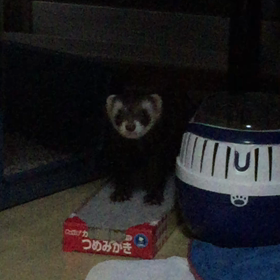 アルバムの日←なんだwでも爪とぎだよwの画像