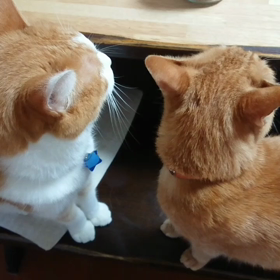 ネコ動画の画像