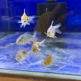癒されましたの画像