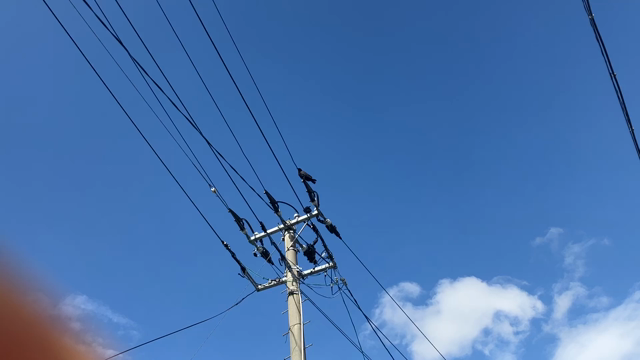 素晴らしい世界の記事動画