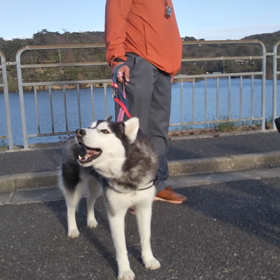 遠吠えだーーの画像