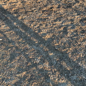 ひっつき虫の画像