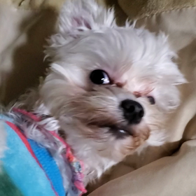 『うーたんのしっぽ』《犬》優愛の自閉症日記の画像