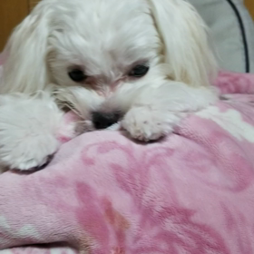 『優愛のしっぽ』優愛の自閉症日記の画像