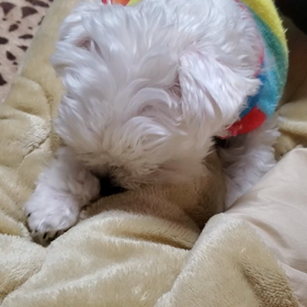 『うーたんのしっぽ』《犬》優愛の自閉症日記の画像