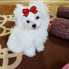 『うーたんのしっぽ』《犬》優愛の自閉症日記の画像