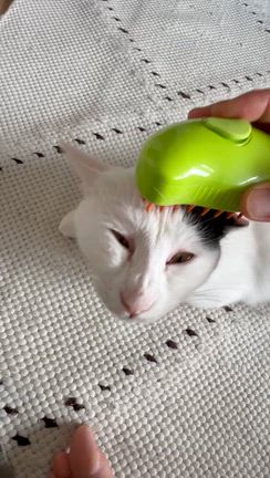顔！！の記事動画
