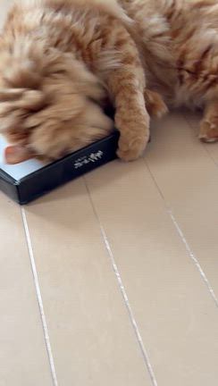 サイズ感の記事動画