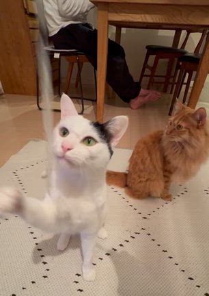 今日の猫さんの記事動画
