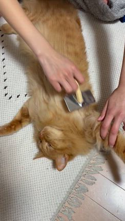 ずっと食べたかったの記事動画