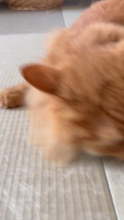 猫さんおもちゃの記事動画