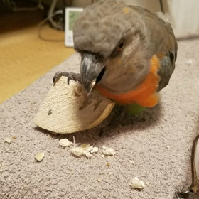 初めての画像