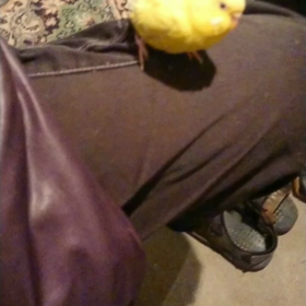 久しぶりにセキセイインコの黄色二匹を放鳥。の画像