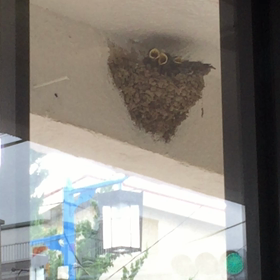 ツバメの成長の画像