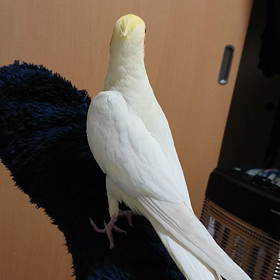 第九のつもりの画像