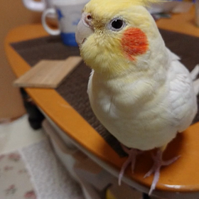 おーちゃんの画像