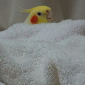 ご機嫌です。の画像