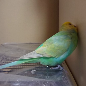 壁コンコンの画像