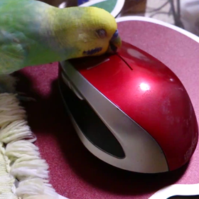 啄木鳥の続きの画像