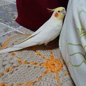 おーちゃんの行動の画像