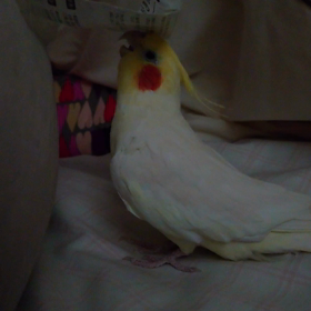 ひ鳥での画像