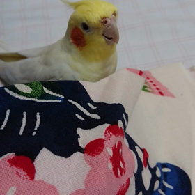 かくれんぼ　かなの画像